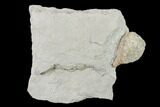 Cystoid (Holocystites) Fossil - Indiana #138844-2